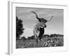 Texas Longhorn Cow, in Lupin Meadow, Texas, USA-Lynn M^ Stone-Framed Photographic Print