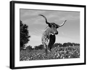 Texas Longhorn Cow, in Lupin Meadow, Texas, USA-Lynn M^ Stone-Framed Photographic Print