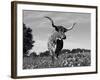 Texas Longhorn Cow, in Lupin Meadow, Texas, USA-Lynn M^ Stone-Framed Photographic Print