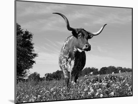 Texas Longhorn Cow, in Lupin Meadow, Texas, USA-Lynn M^ Stone-Mounted Photographic Print