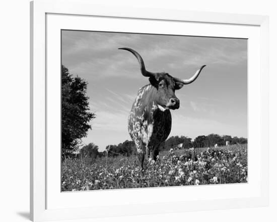 Texas Longhorn Cow, in Lupin Meadow, Texas, USA-Lynn M^ Stone-Framed Photographic Print