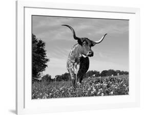 Texas Longhorn Cow, in Lupin Meadow, Texas, USA-Lynn M^ Stone-Framed Photographic Print