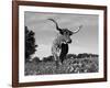 Texas Longhorn Cow, in Lupin Meadow, Texas, USA-Lynn M^ Stone-Framed Photographic Print