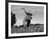 Texas Longhorn Cow, in Lupin Meadow, Texas, USA-Lynn M^ Stone-Framed Photographic Print