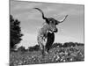 Texas Longhorn Cow, in Lupin Meadow, Texas, USA-Lynn M^ Stone-Mounted Photographic Print