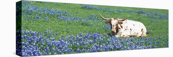 Texas Longhorn Cow Sitting on a Field, Hill County, Texas, USA-null-Stretched Canvas