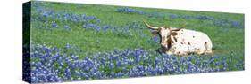 Texas Longhorn Cow Sitting on a Field, Hill County, Texas, USA-null-Stretched Canvas
