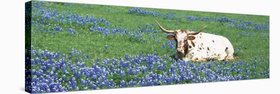 Texas Longhorn Cow Sitting on a Field, Hill County, Texas, USA-null-Stretched Canvas