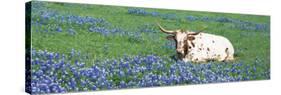 Texas Longhorn Cow Sitting on a Field, Hill County, Texas, USA-null-Stretched Canvas