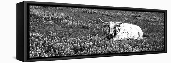 Texas Longhorn Cow Sitting on a Field, Hill County, Texas, USA-null-Framed Stretched Canvas