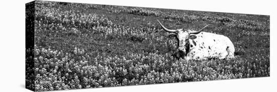 Texas Longhorn Cow Sitting on a Field, Hill County, Texas, USA-null-Stretched Canvas