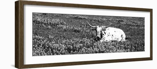 Texas Longhorn Cow Sitting on a Field, Hill County, Texas, USA-null-Framed Photographic Print