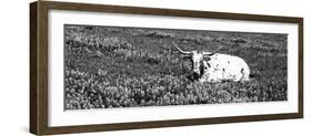 Texas Longhorn Cow Sitting on a Field, Hill County, Texas, USA-null-Framed Photographic Print