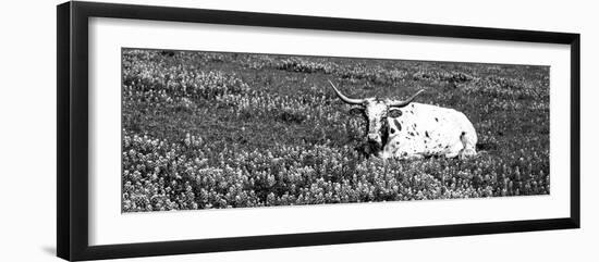 Texas Longhorn Cow Sitting on a Field, Hill County, Texas, USA-null-Framed Photographic Print