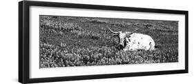 Texas Longhorn Cow Sitting on a Field, Hill County, Texas, USA-null-Framed Photographic Print