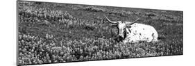 Texas Longhorn Cow Sitting on a Field, Hill County, Texas, USA-null-Mounted Photographic Print