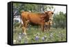 Texas Longhorn Cow with Calf, Texas Hill Country, Burnet, Texas, USA-Lynn M^ Stone-Framed Stretched Canvas