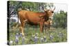 Texas Longhorn Cow with Calf, Texas Hill Country, Burnet, Texas, USA-Lynn M^ Stone-Stretched Canvas