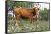 Texas Longhorn Cow with Calf, Texas Hill Country, Burnet, Texas, USA-Lynn M^ Stone-Framed Stretched Canvas