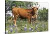 Texas Longhorn Cow with Calf, Texas Hill Country, Burnet, Texas, USA-Lynn M^ Stone-Stretched Canvas