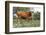 Texas Longhorn Cow with Calf, Texas Hill Country, Burnet, Texas, USA-Lynn M^ Stone-Framed Photographic Print