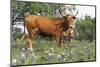 Texas Longhorn Cow with Calf, Texas Hill Country, Burnet, Texas, USA-Lynn M^ Stone-Mounted Photographic Print