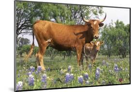 Texas Longhorn Cow with Calf, Texas Hill Country, Burnet, Texas, USA-Lynn M^ Stone-Mounted Photographic Print