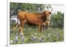 Texas Longhorn Cow with Calf, Texas Hill Country, Burnet, Texas, USA-Lynn M^ Stone-Framed Photographic Print