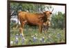 Texas Longhorn Cow with Calf, Texas Hill Country, Burnet, Texas, USA-Lynn M^ Stone-Framed Photographic Print