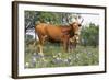 Texas Longhorn Cow with Calf, Texas Hill Country, Burnet, Texas, USA-Lynn M^ Stone-Framed Photographic Print