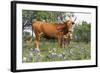 Texas Longhorn Cow with Calf, Texas Hill Country, Burnet, Texas, USA-Lynn M^ Stone-Framed Photographic Print