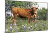 Texas Longhorn Cow with Calf, Texas Hill Country, Burnet, Texas, USA-Lynn M^ Stone-Mounted Photographic Print