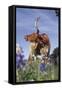 Texas Longhorn Cow with Calf-Lynn M^ Stone-Framed Stretched Canvas