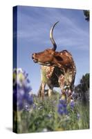 Texas Longhorn Cow with Calf-Lynn M^ Stone-Stretched Canvas