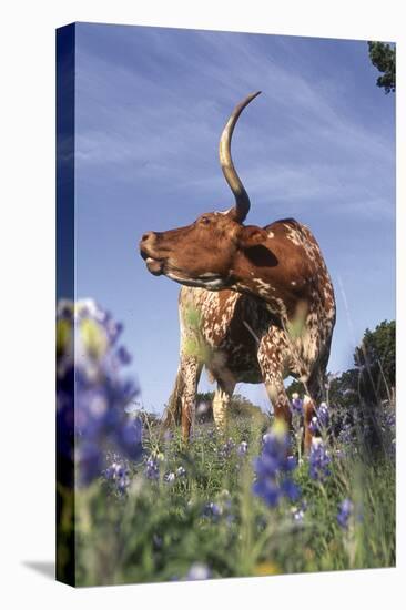 Texas Longhorn Cow with Calf-Lynn M^ Stone-Stretched Canvas