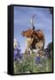 Texas Longhorn Cow with Calf-Lynn M^ Stone-Framed Stretched Canvas