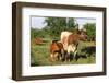 Texas Longhorn Cow with Calf-Lynn M^ Stone-Framed Photographic Print