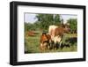 Texas Longhorn Cow with Calf-Lynn M^ Stone-Framed Photographic Print