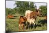 Texas Longhorn Cow with Calf-Lynn M^ Stone-Mounted Photographic Print