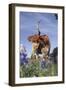 Texas Longhorn Cow with Calf-Lynn M^ Stone-Framed Photographic Print