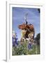 Texas Longhorn Cow with Calf-Lynn M^ Stone-Framed Photographic Print