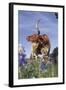 Texas Longhorn Cow with Calf-Lynn M^ Stone-Framed Photographic Print