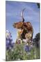 Texas Longhorn Cow with Calf-Lynn M^ Stone-Mounted Photographic Print