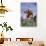 Texas Longhorn Cow with Calf-Lynn M^ Stone-Photographic Print displayed on a wall