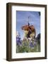 Texas Longhorn Cow with Calf-Lynn M^ Stone-Framed Photographic Print