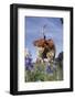 Texas Longhorn Cow with Calf-Lynn M^ Stone-Framed Photographic Print