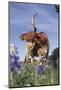 Texas Longhorn Cow with Calf-Lynn M^ Stone-Mounted Photographic Print