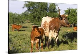 Texas Longhorn Cow with Calf-Lynn M^ Stone-Stretched Canvas