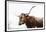 Texas Longhorn Cow-Krista Mosakowski-Framed Art Print