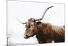 Texas Longhorn Cow-Krista Mosakowski-Mounted Art Print